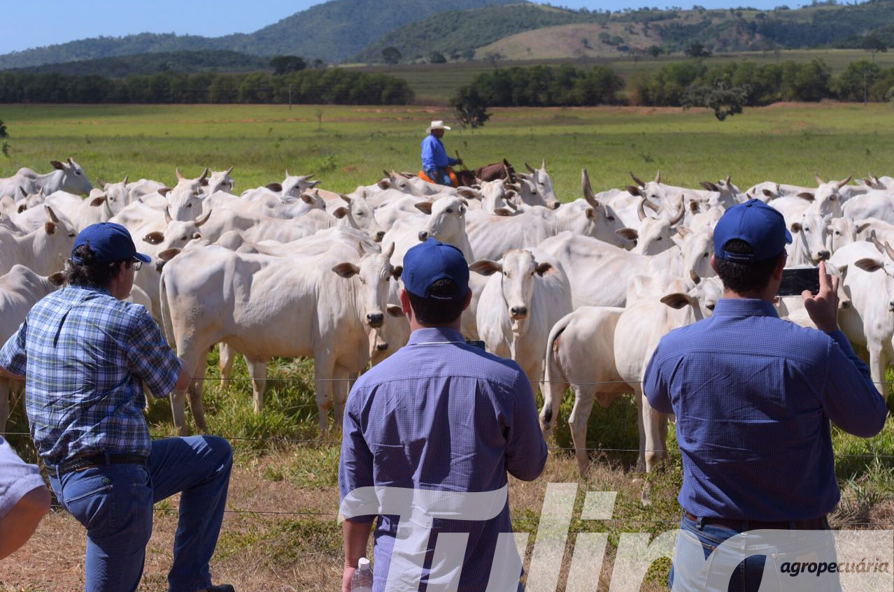 É a hora delas... Leilão Matrizes 'Só elas' Tulipa Agropecuária